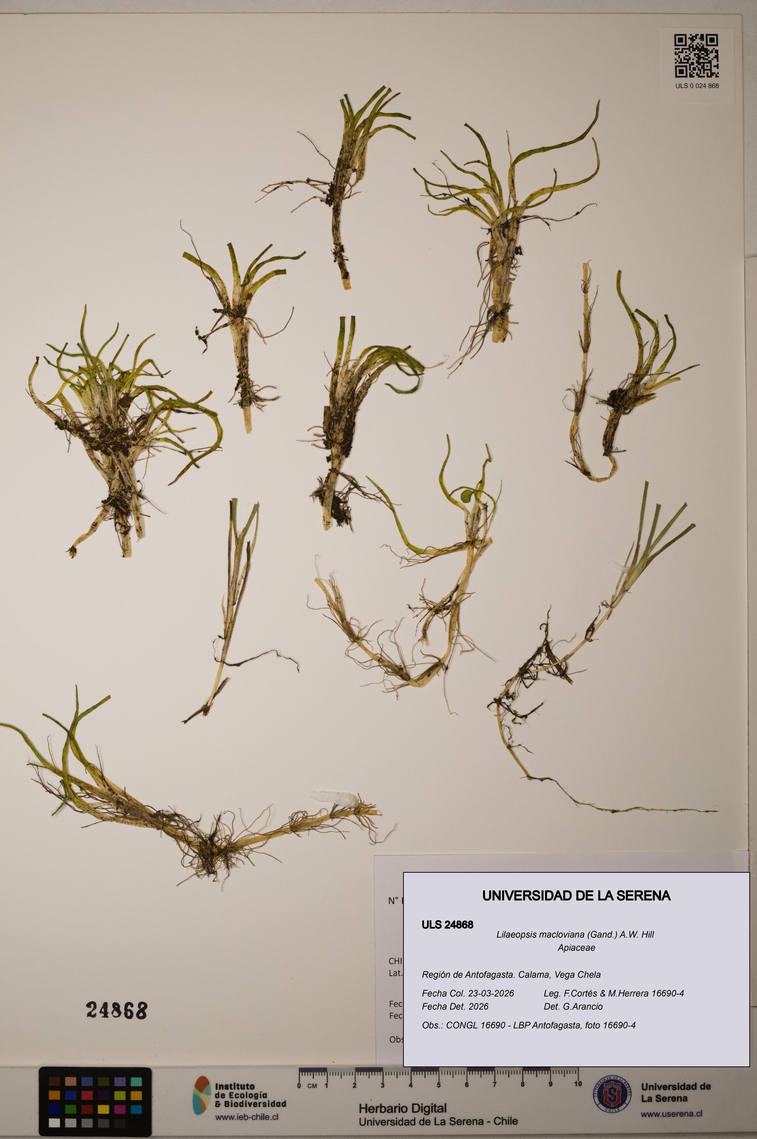 Lilaeopsis macloviana [Espécimen: ]