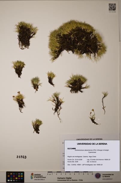 Zameioscirpus atacamensis [Espécimen: ]