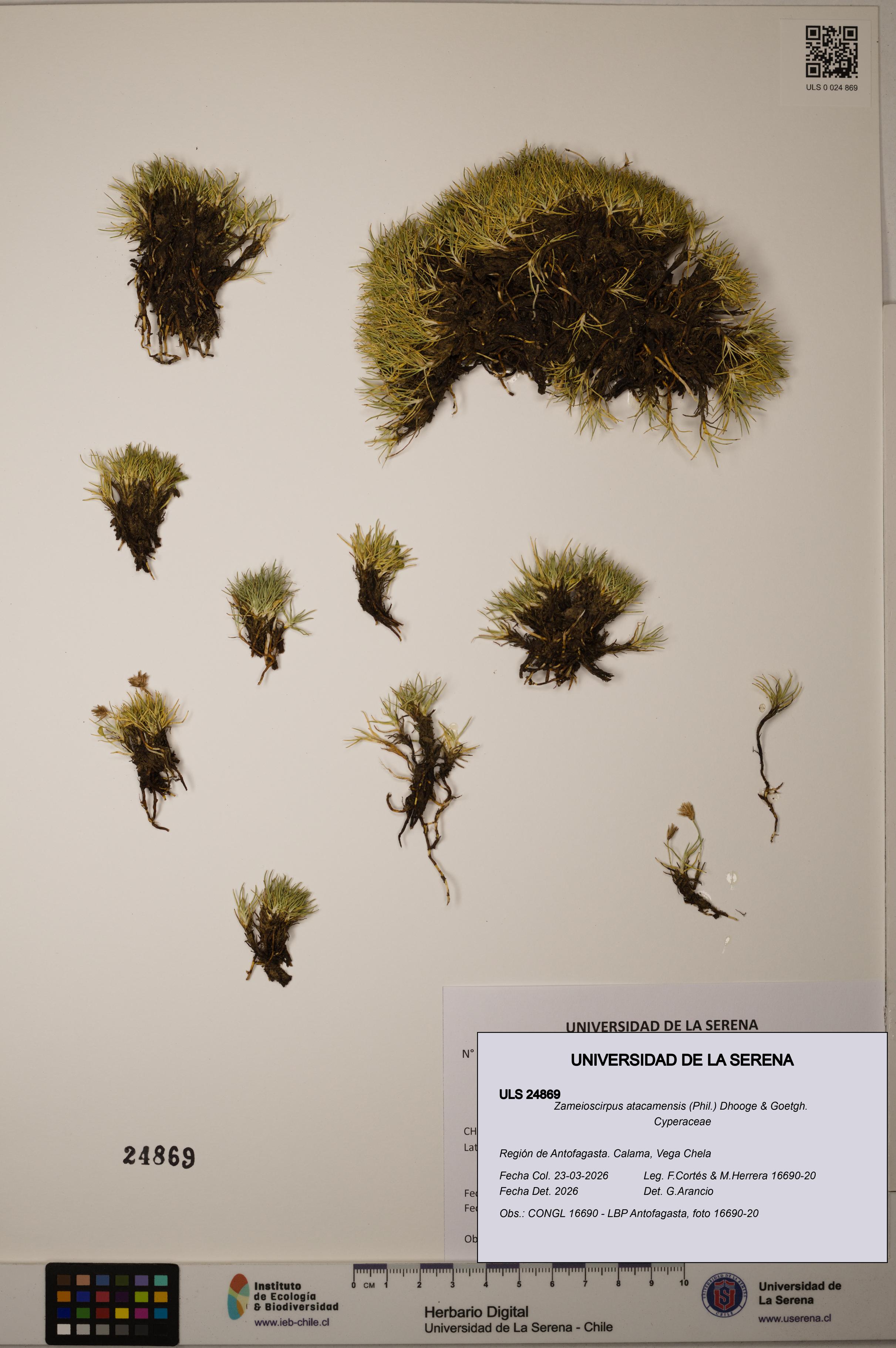 Zameioscirpus atacamensis [Espécimen: ]