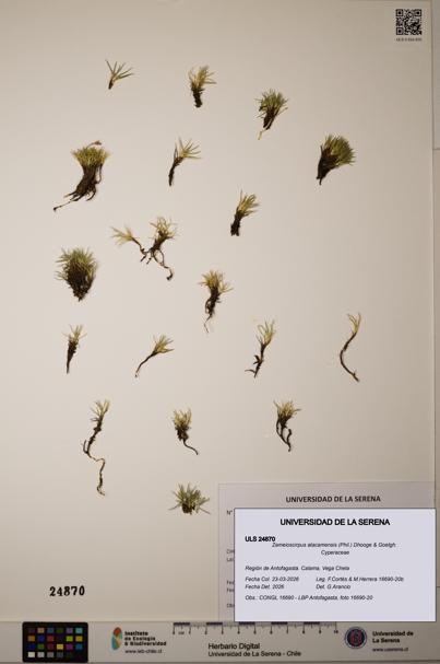 Zameioscirpus atacamensis [Espécimen: ]