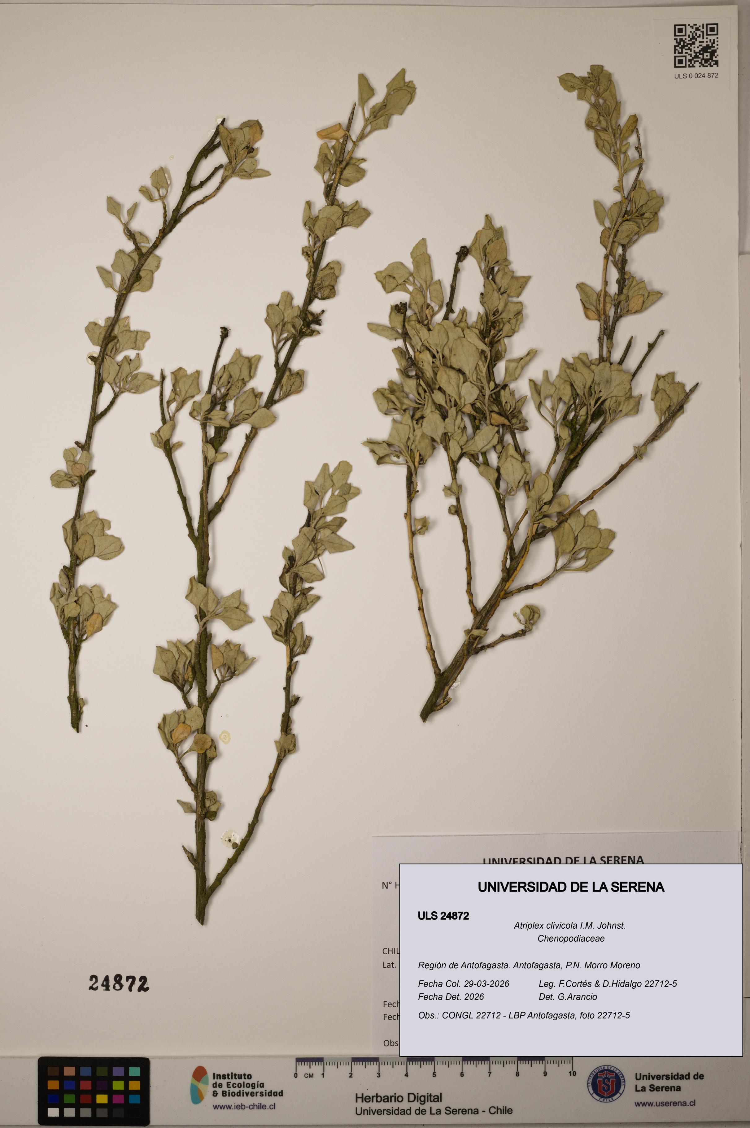 Atriplex clivicola [Espécimen: ]