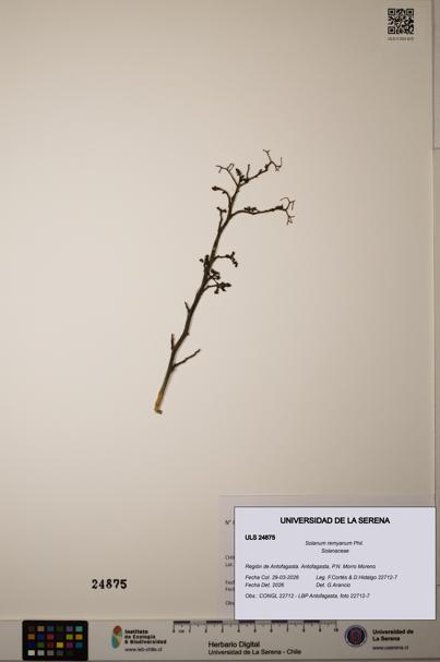 Solanum remyanum [Espécimen: ]