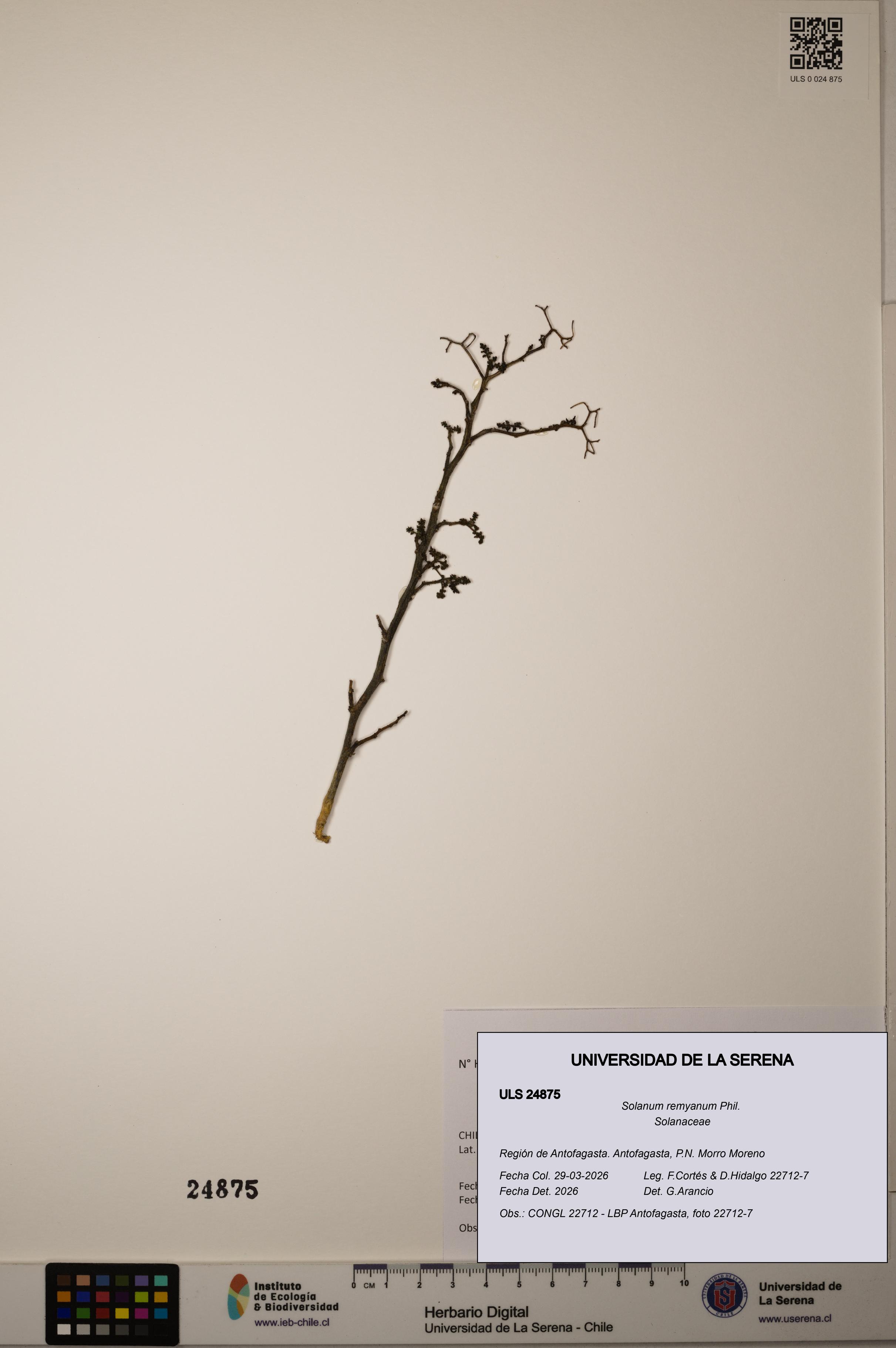 Solanum remyanum [Espécimen: ]