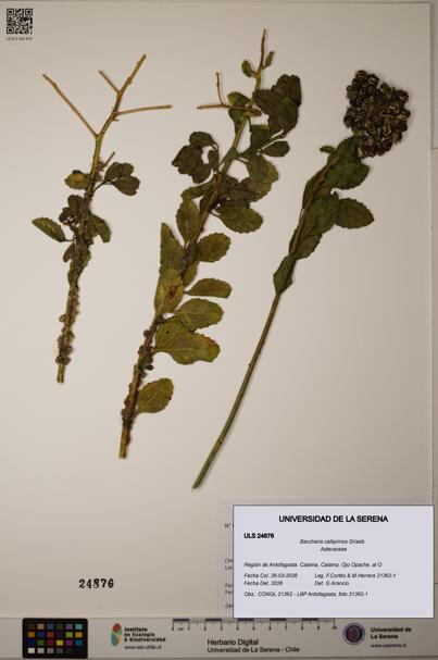 Baccharis calliprinos [Espécimen: ]