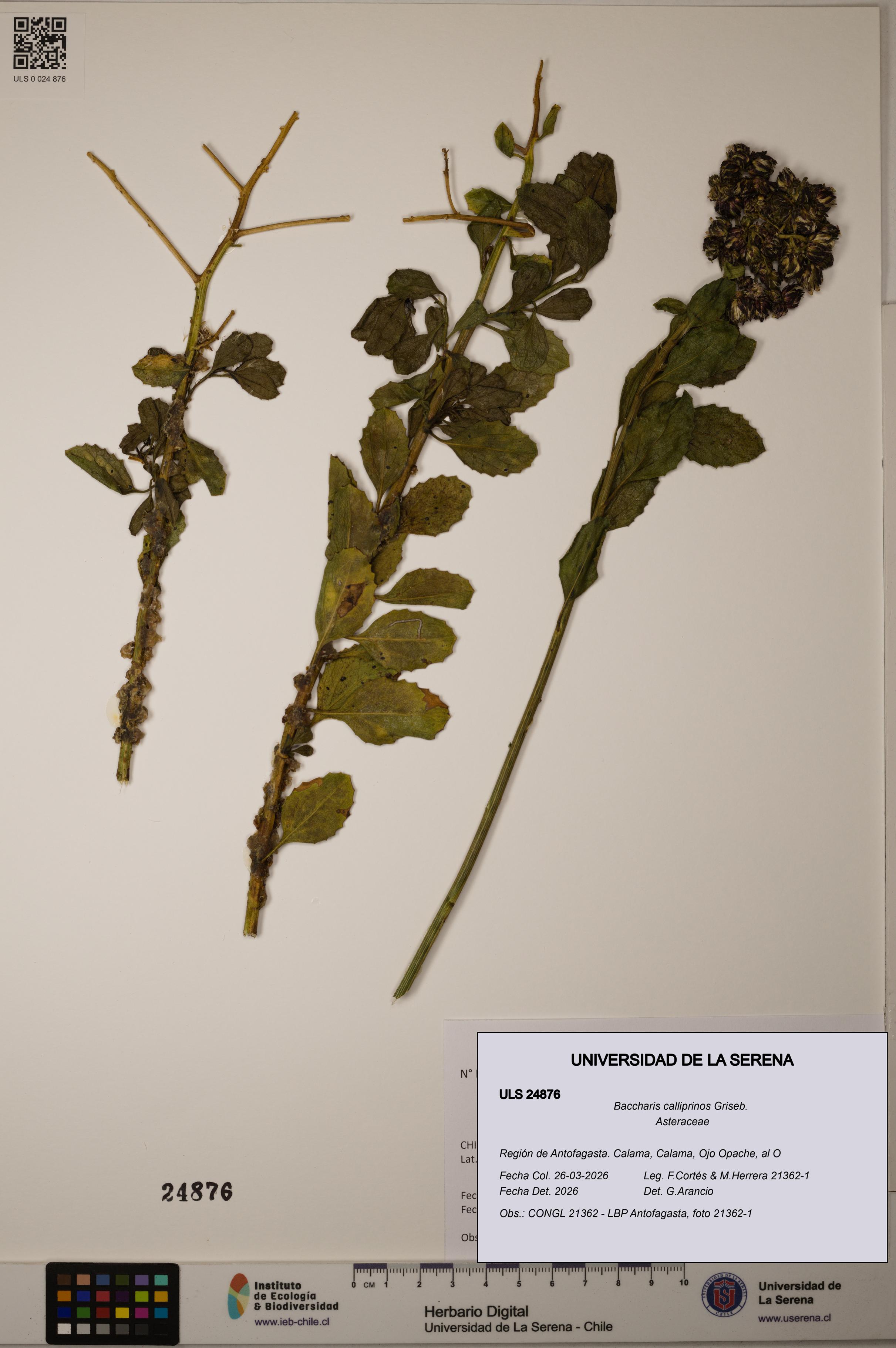 Baccharis calliprinos [Espécimen: ]