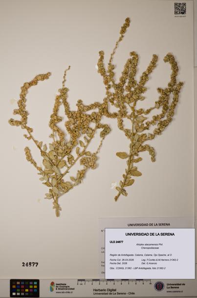 Atriplex atacamensis [Espécimen: ]