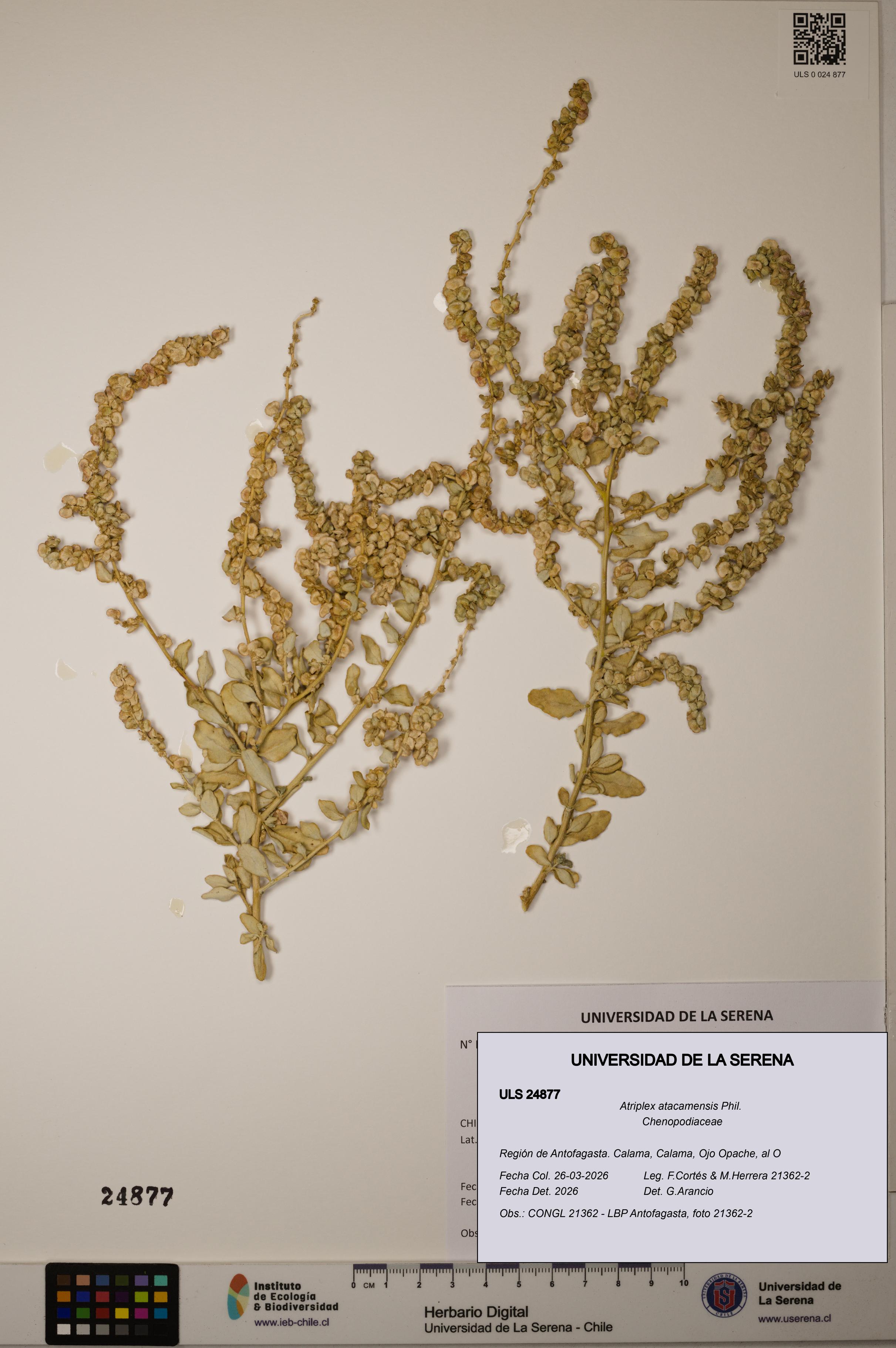 Atriplex atacamensis [Espécimen: ]