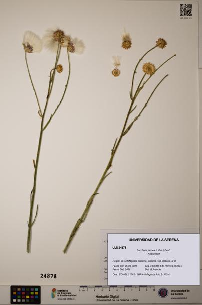 Baccharis juncea [Espécimen: ]