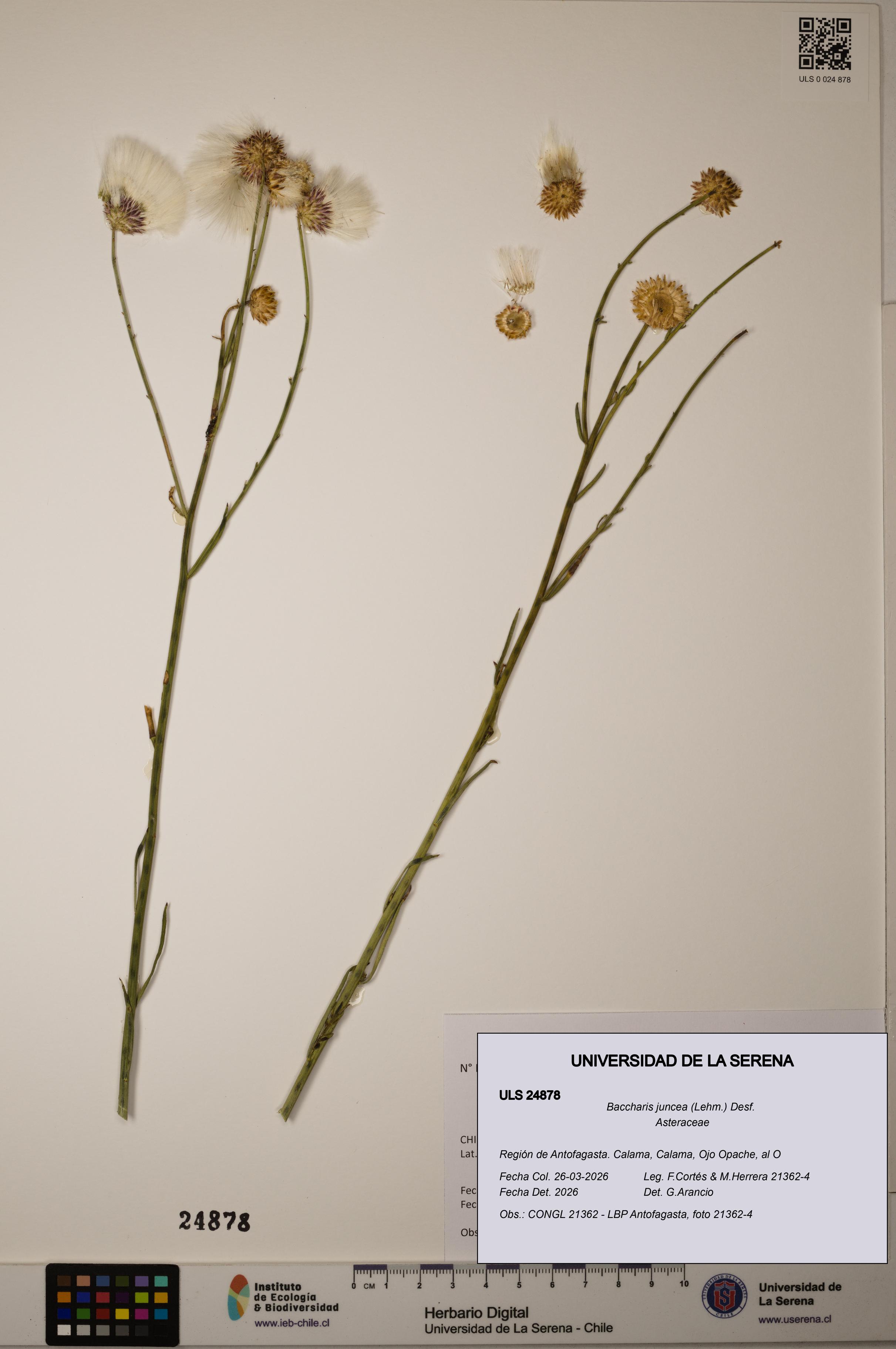Baccharis juncea [Espécimen: ]