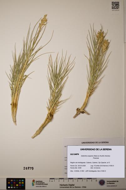 Distichlis scoparia [Espécimen: ]