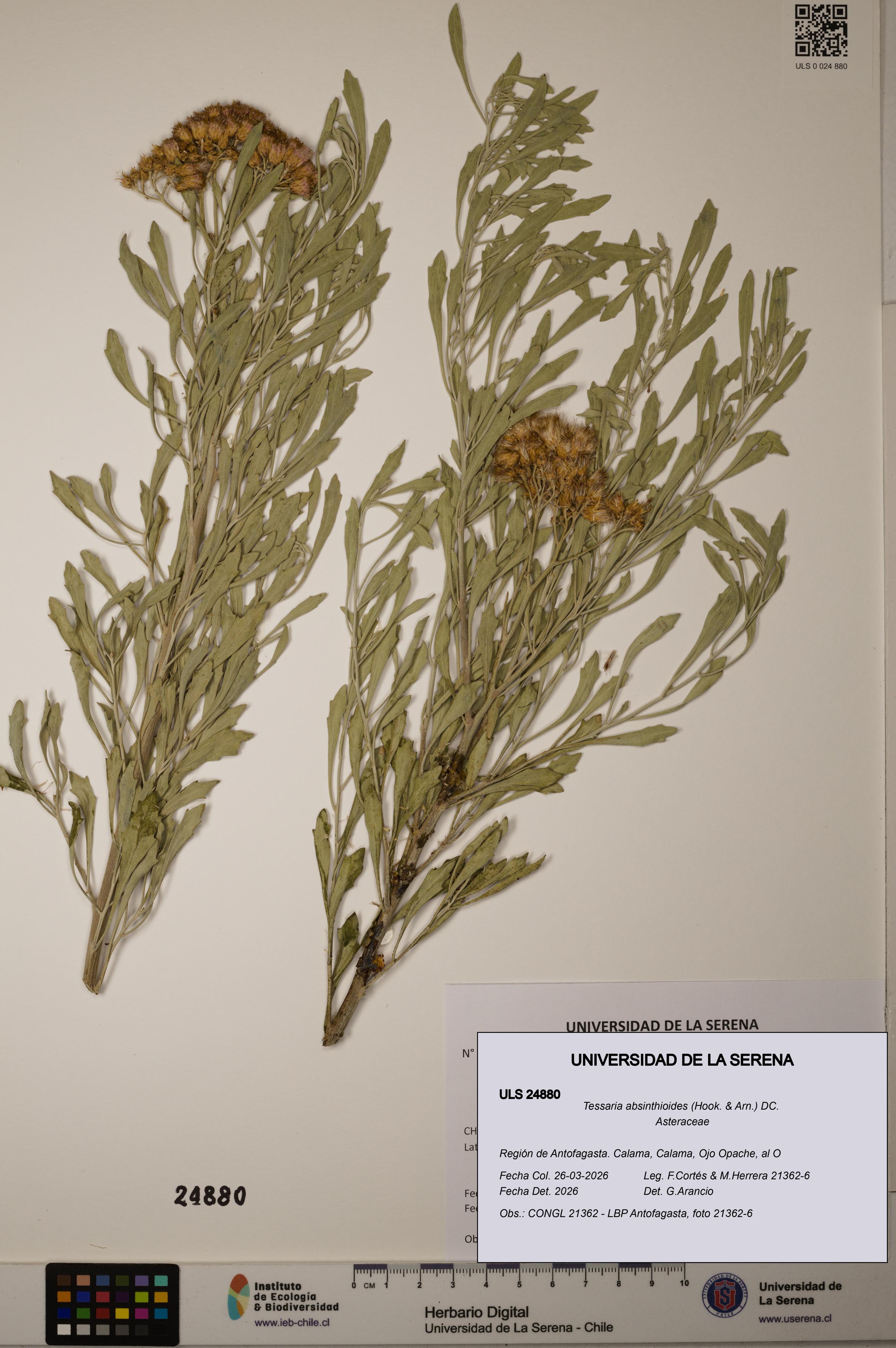 Tessaria absinthioides [Espécimen: ]