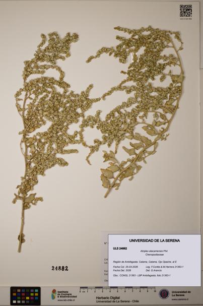 Atriplex atacamensis [Espécimen: ]