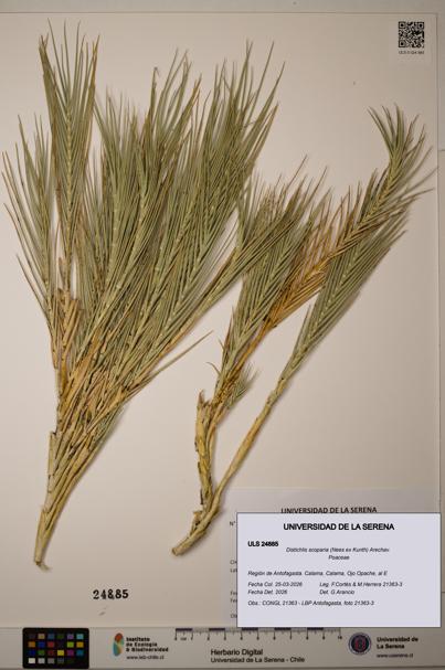 Distichlis scoparia [Espécimen: ]