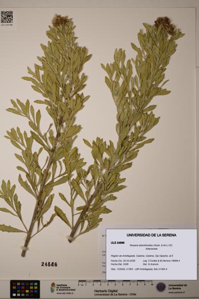 Tessaria absinthioides [Espécimen: ]