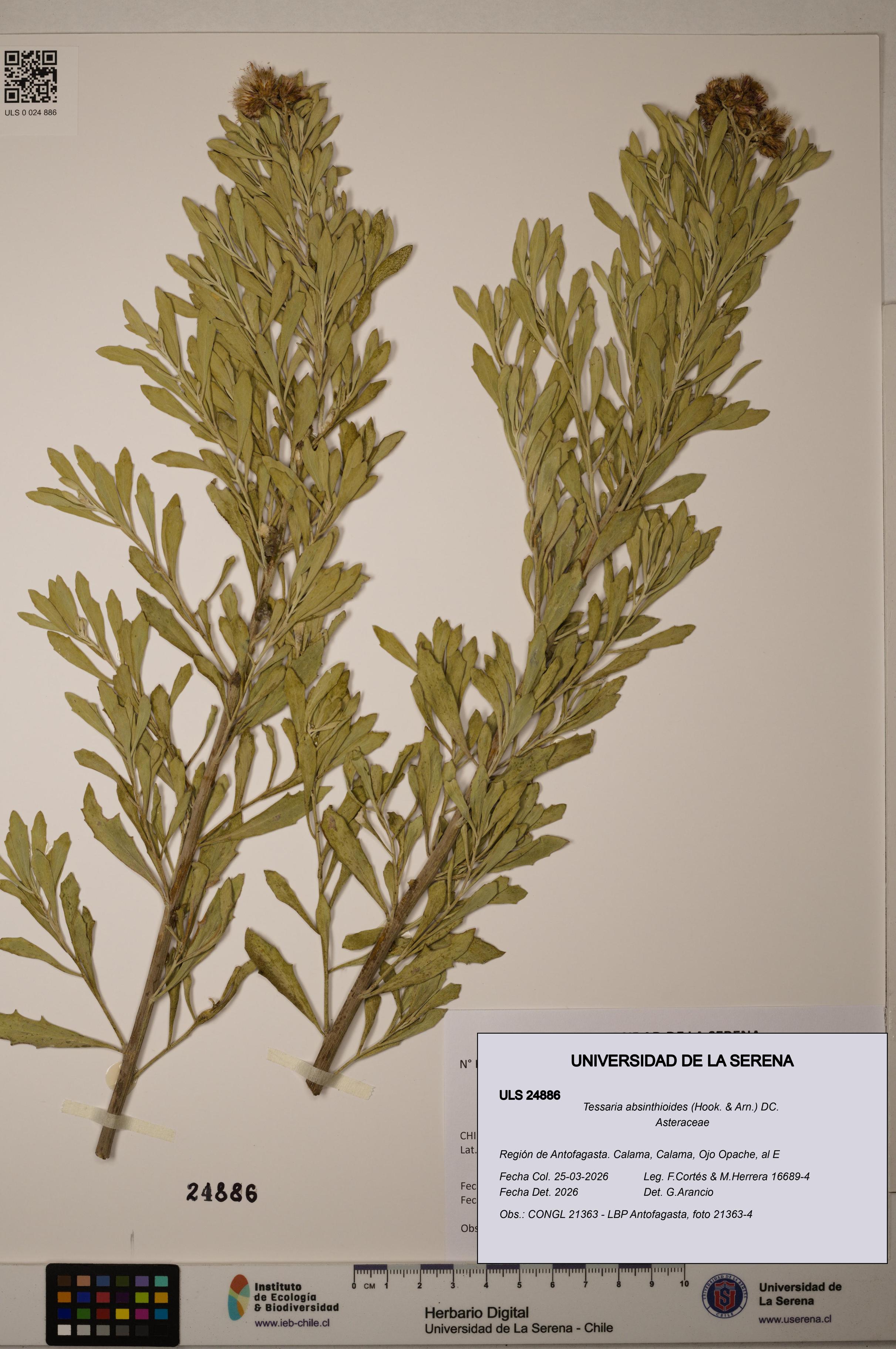 Tessaria absinthioides [Espécimen: ]