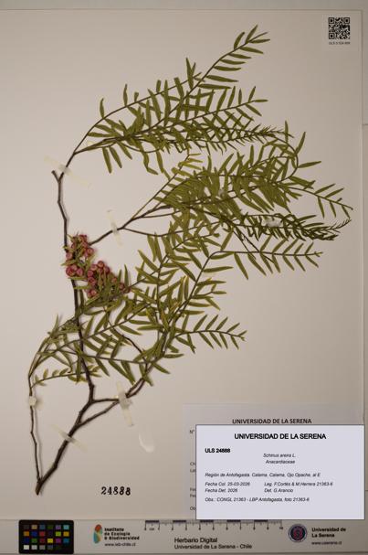 Schinus areira [Espécimen: ]