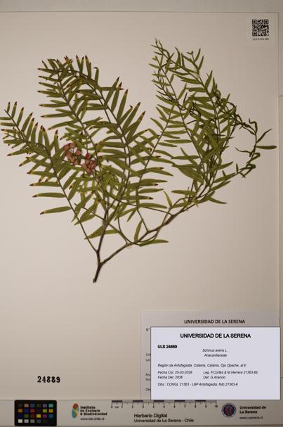 Schinus areira [Espécimen: ]