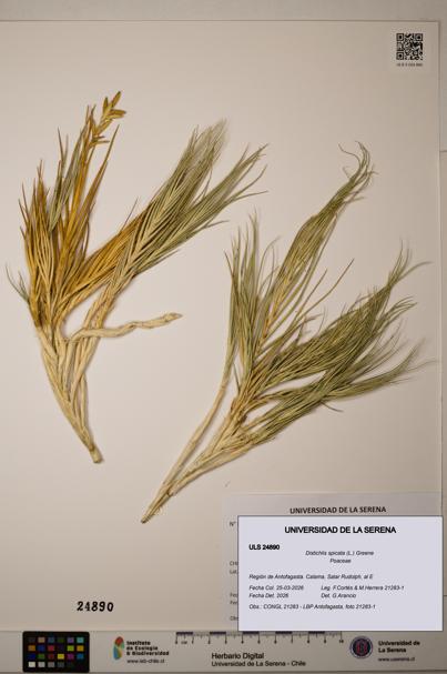 Distichlis spicata [Espécimen: ]