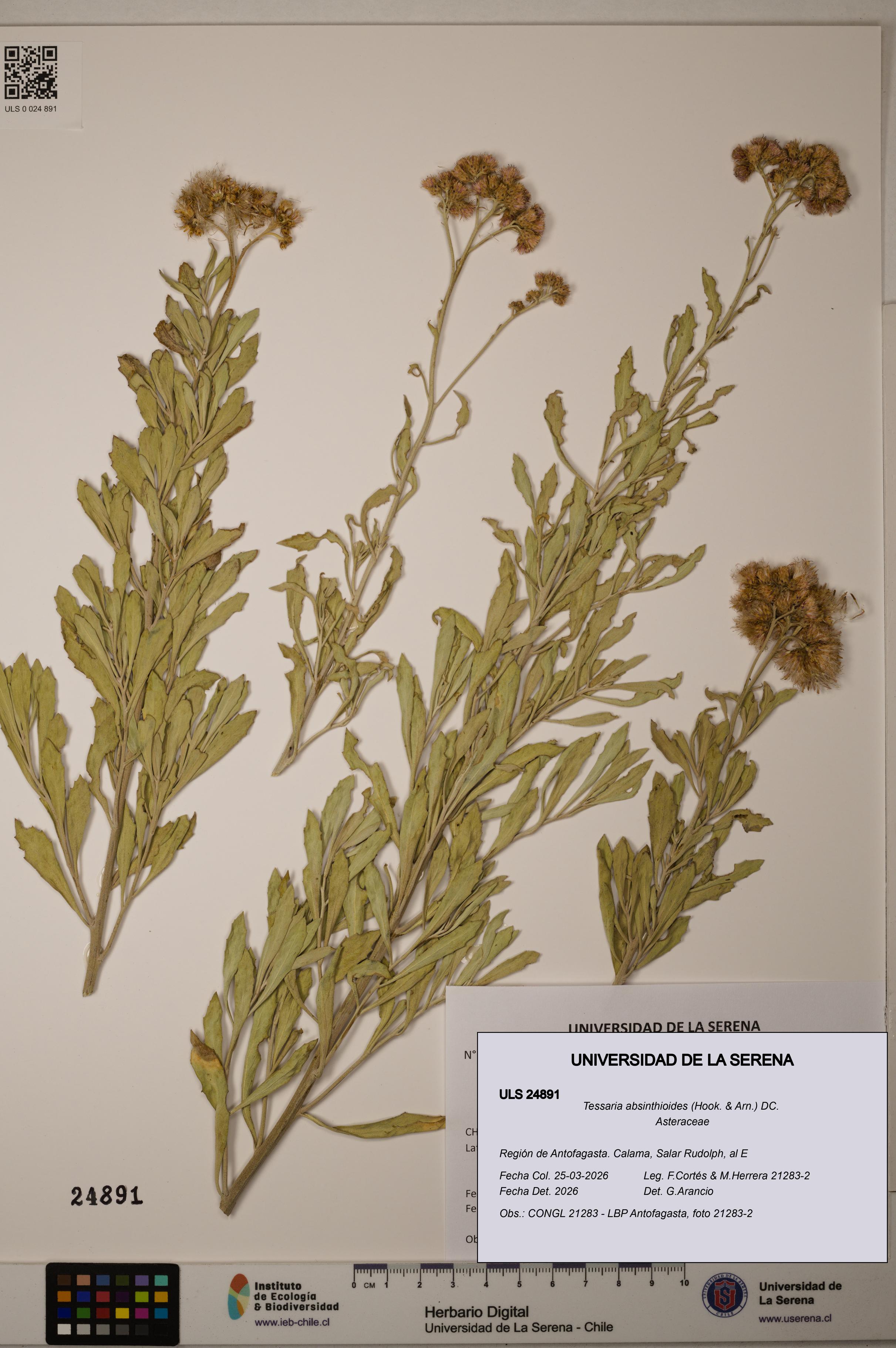 Tessaria absinthioides [Espécimen: ]
