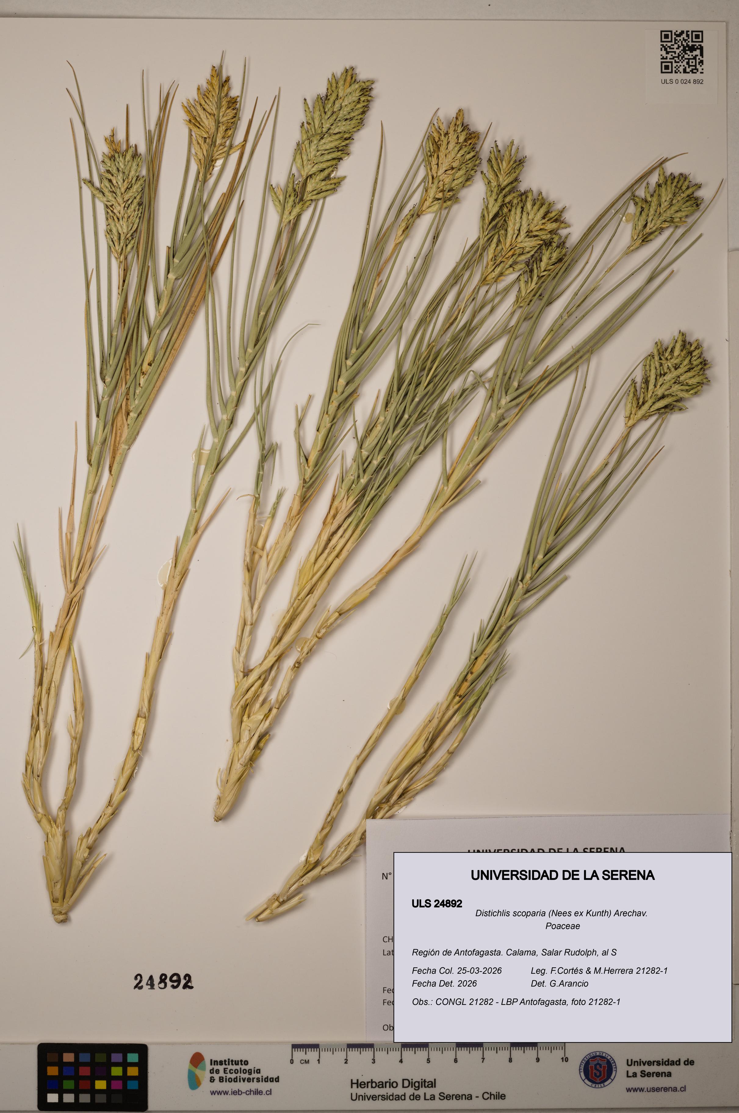 Distichlis scoparia [Espécimen: ]
