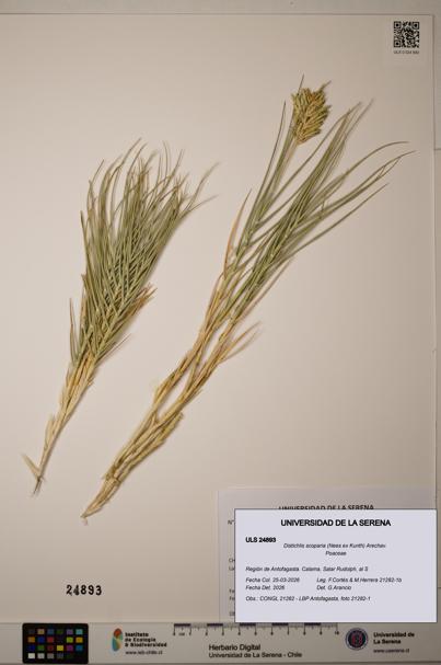Distichlis scoparia [Espécimen: ]