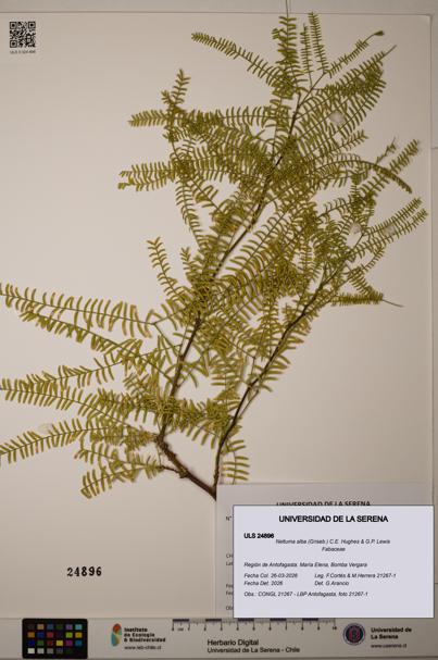 Neltuma alba [Espécimen: ]