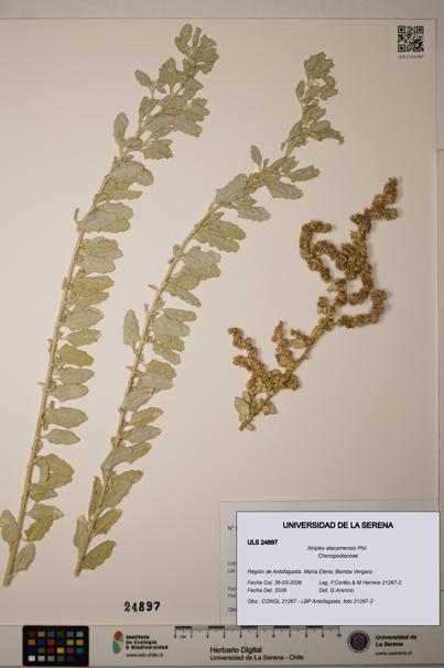Atriplex atacamensis [Espécimen: ]