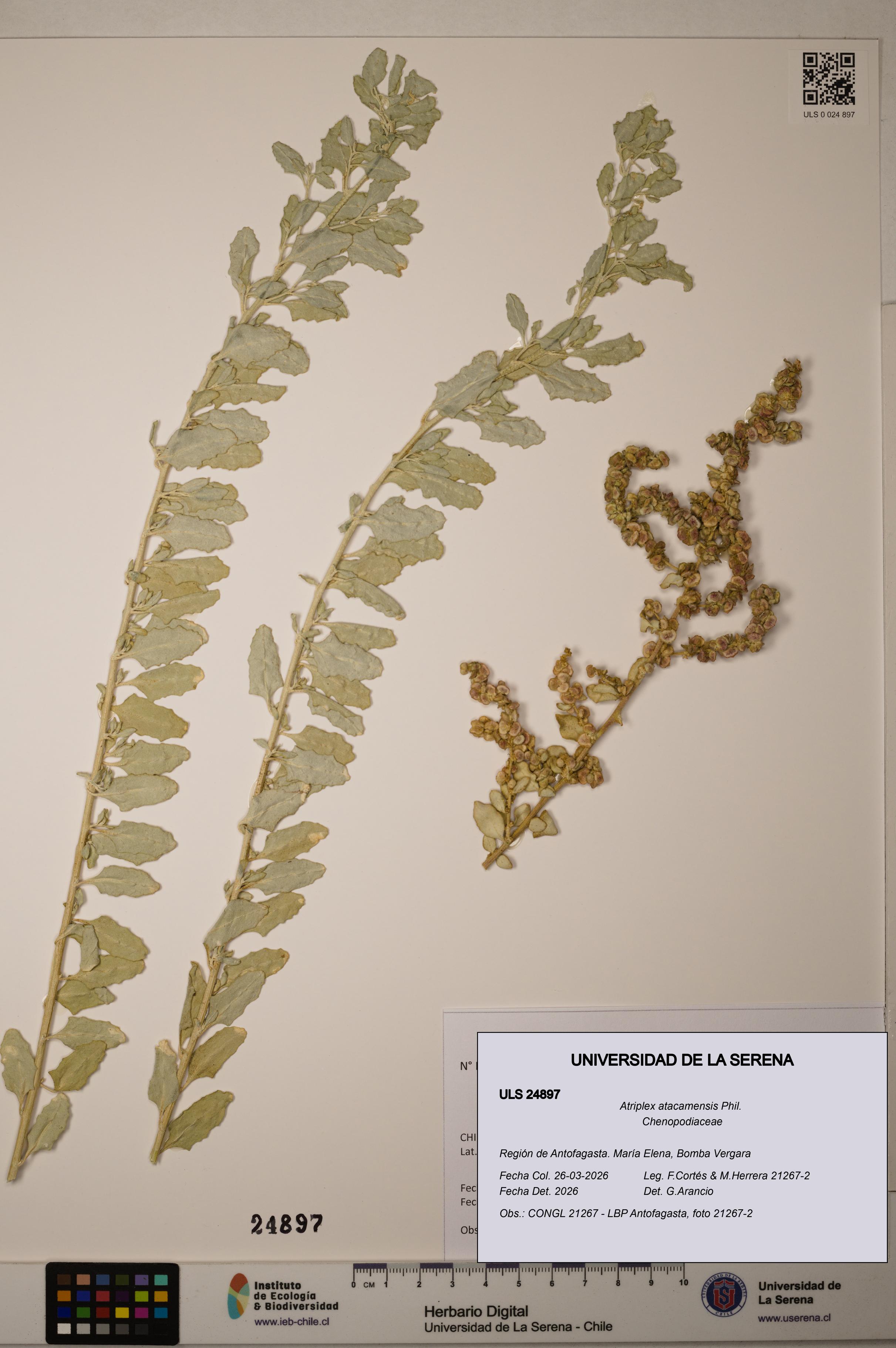 Atriplex atacamensis [Espécimen: ]