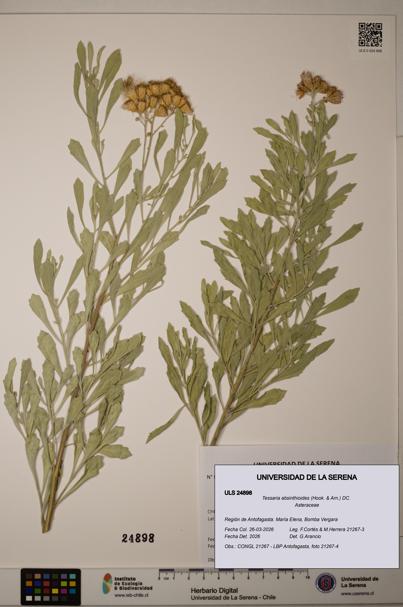 Tessaria absinthioides [Espécimen: ]