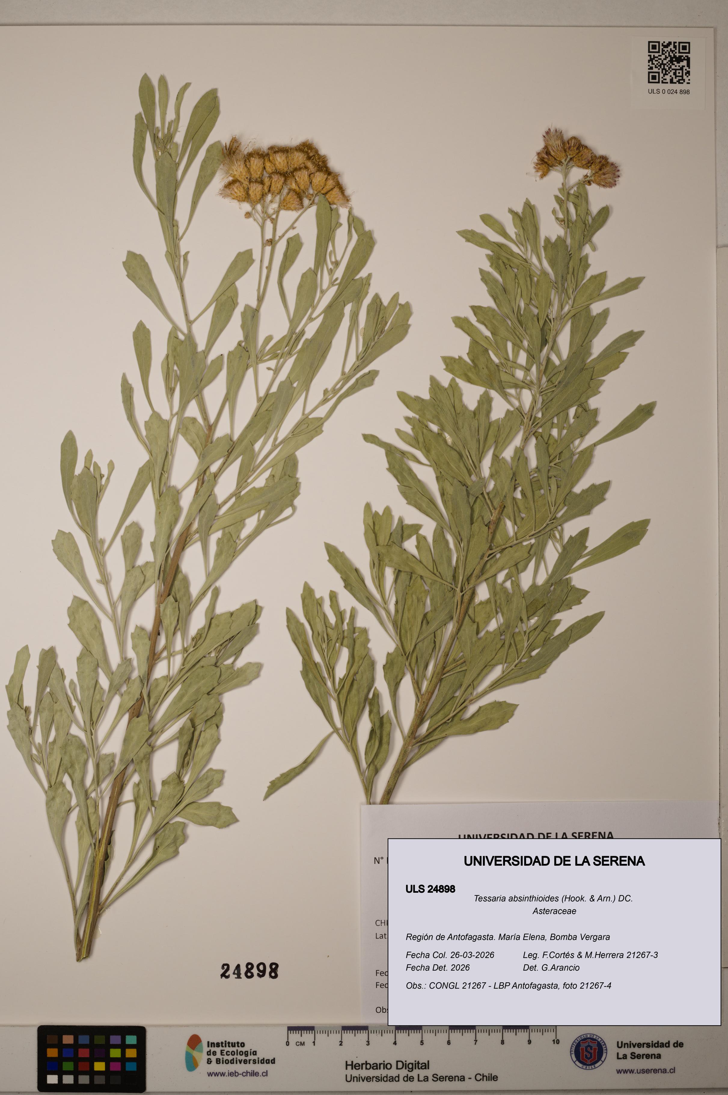 Tessaria absinthioides [Espécimen: ]