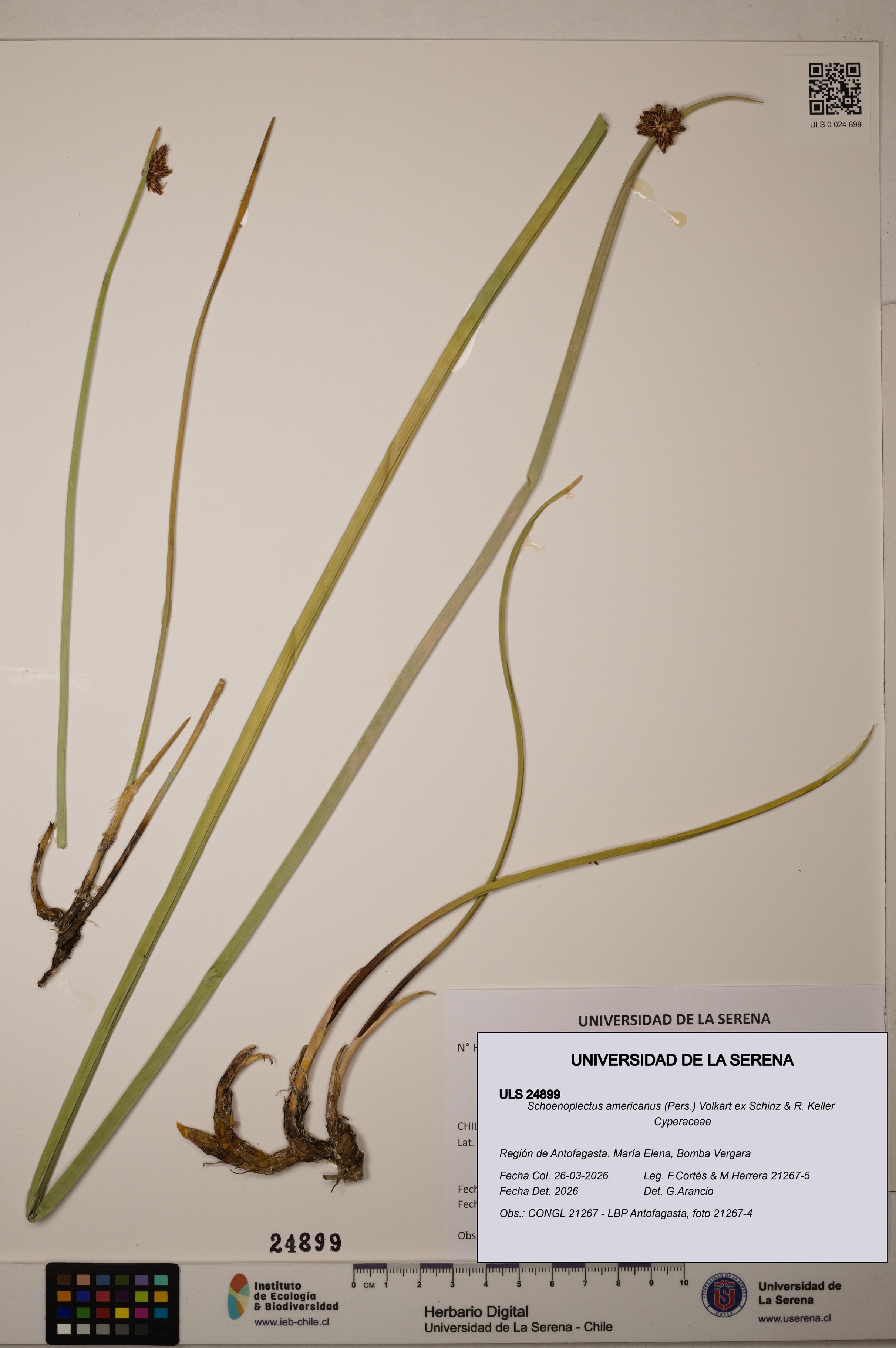 Schoenoplectus americanus [Espécimen: ]