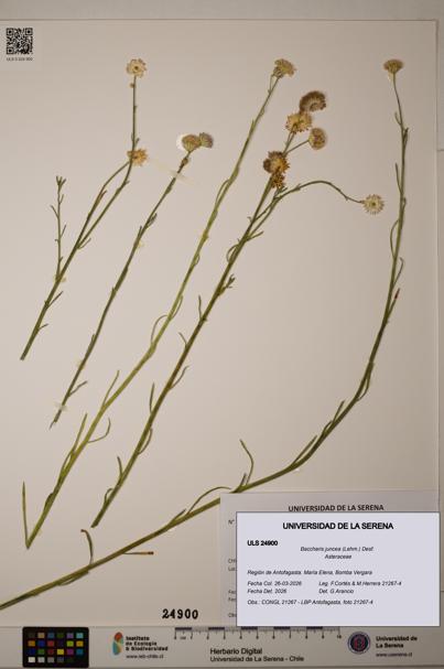Baccharis juncea [Espécimen: ]