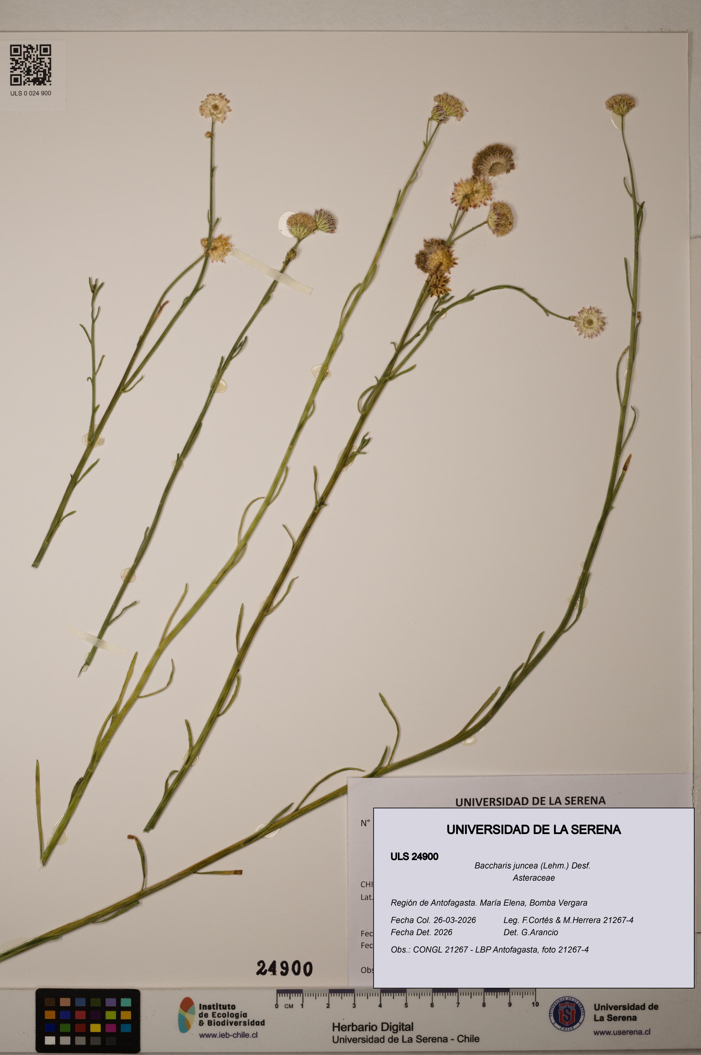 Baccharis juncea [Espécimen: ]