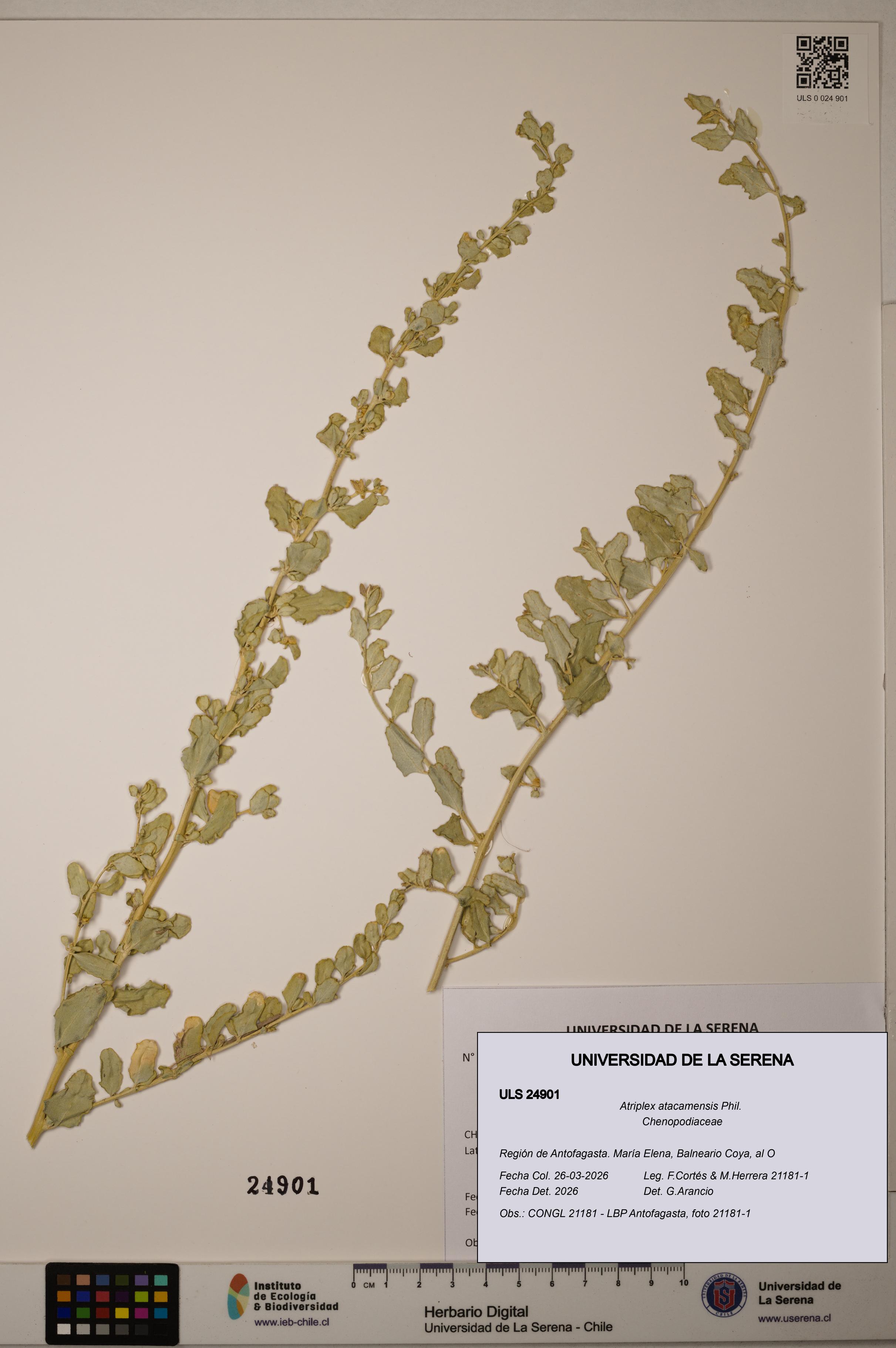 Atriplex atacamensis [Espécimen: ]