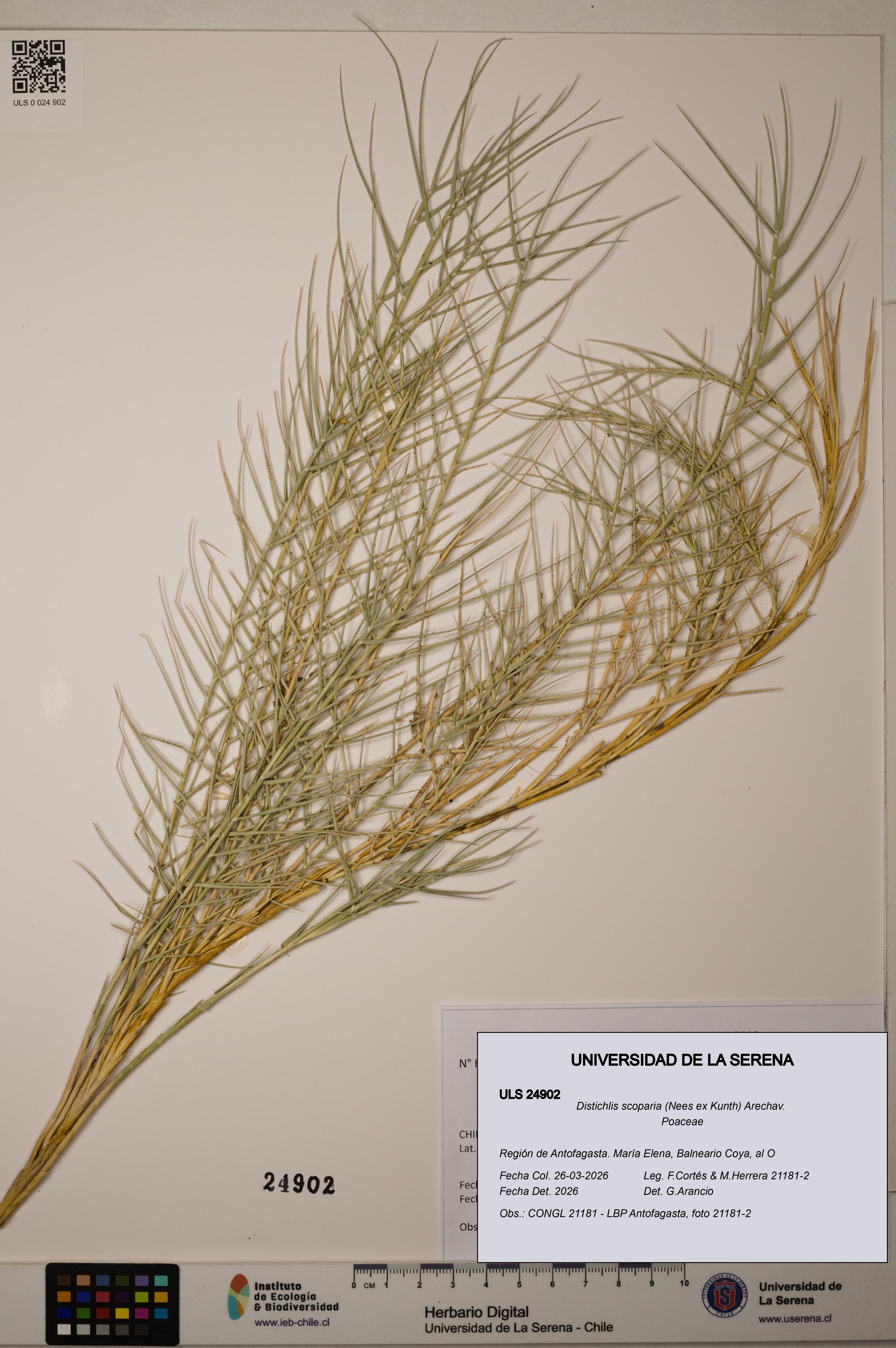 Distichlis scoparia [Espécimen: ]