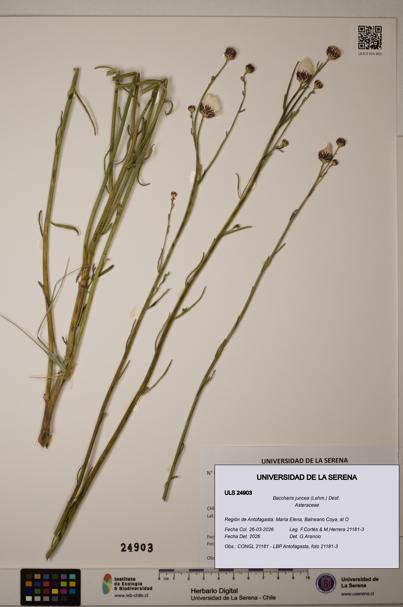 Baccharis juncea [Espécimen: ]