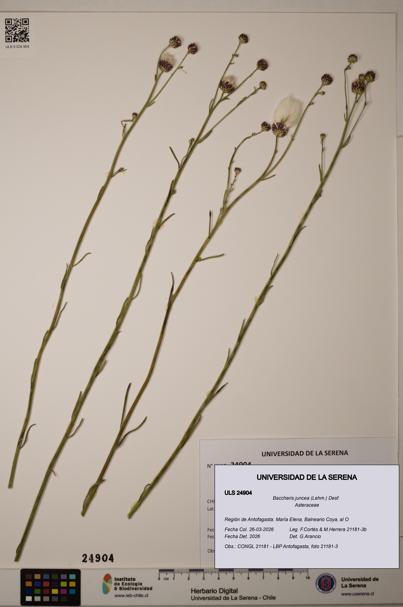 Baccharis juncea [Espécimen: ]