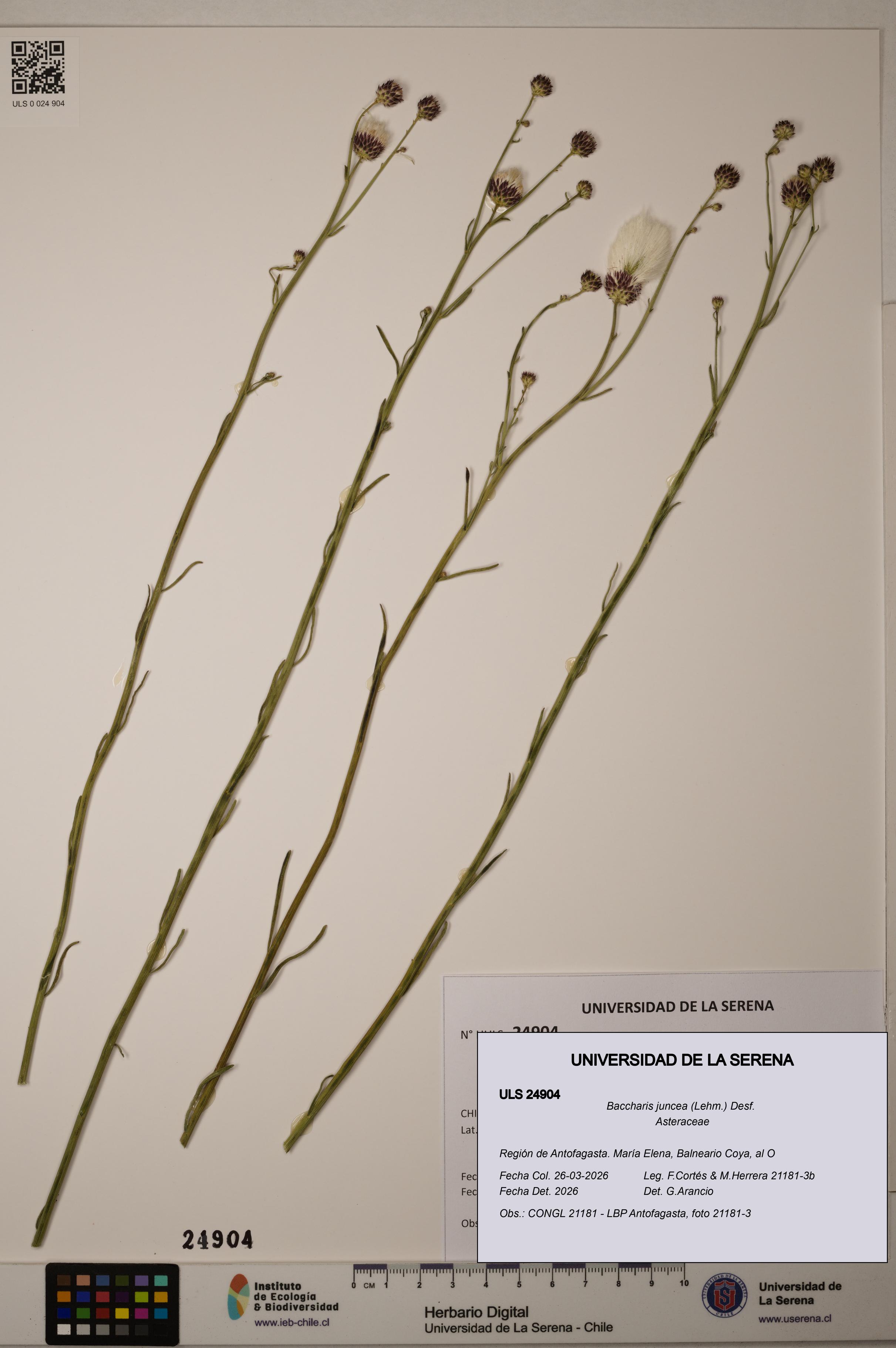 Baccharis juncea [Espécimen: ]