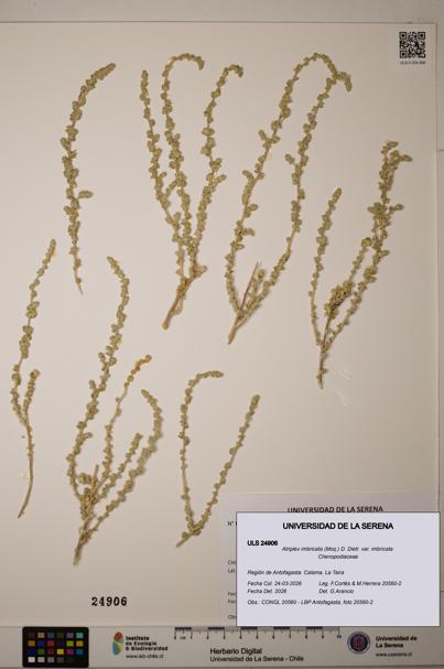 Atriplex imbricata [Espécimen: ]