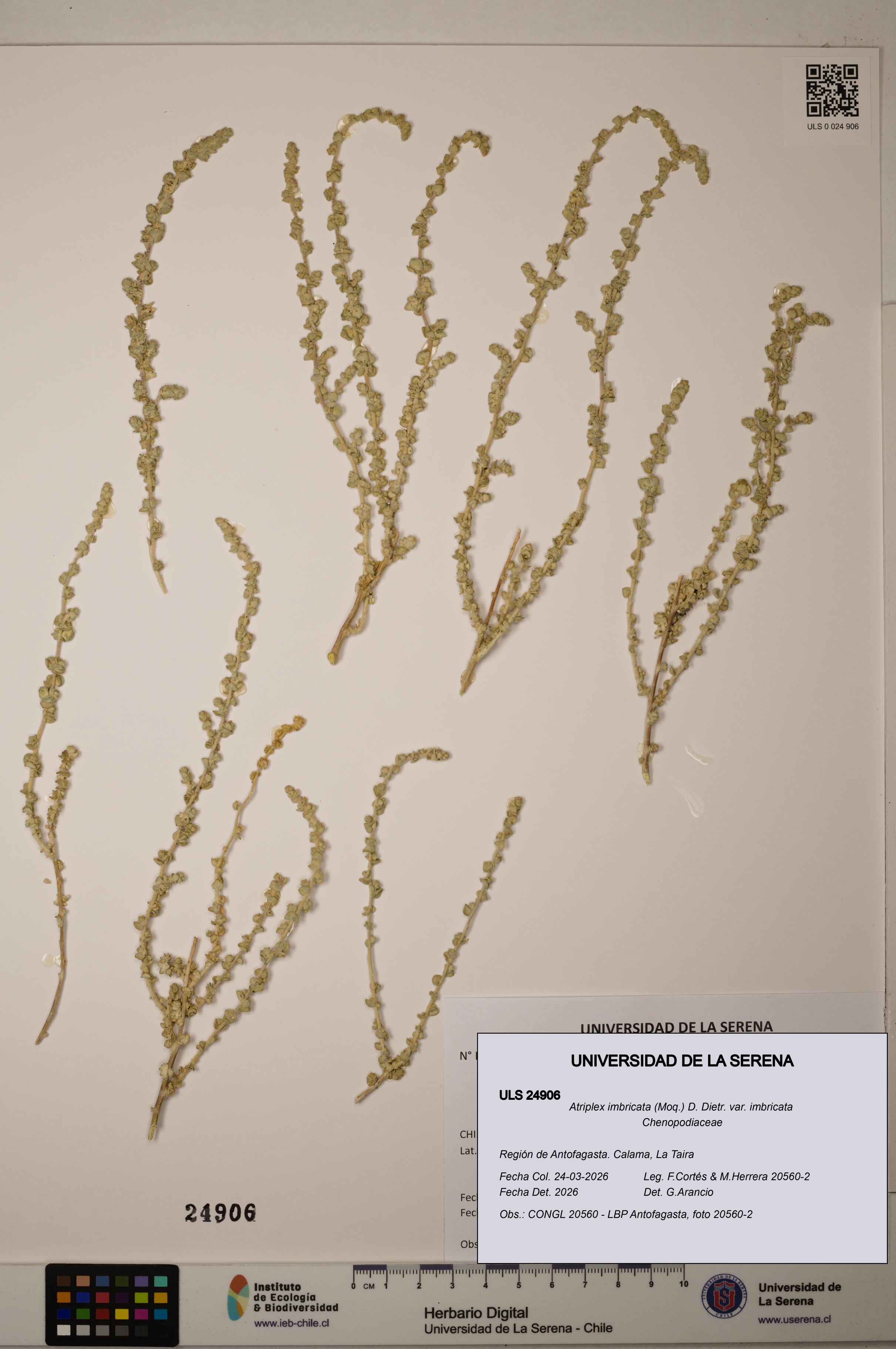 Atriplex imbricata [Espécimen: ]