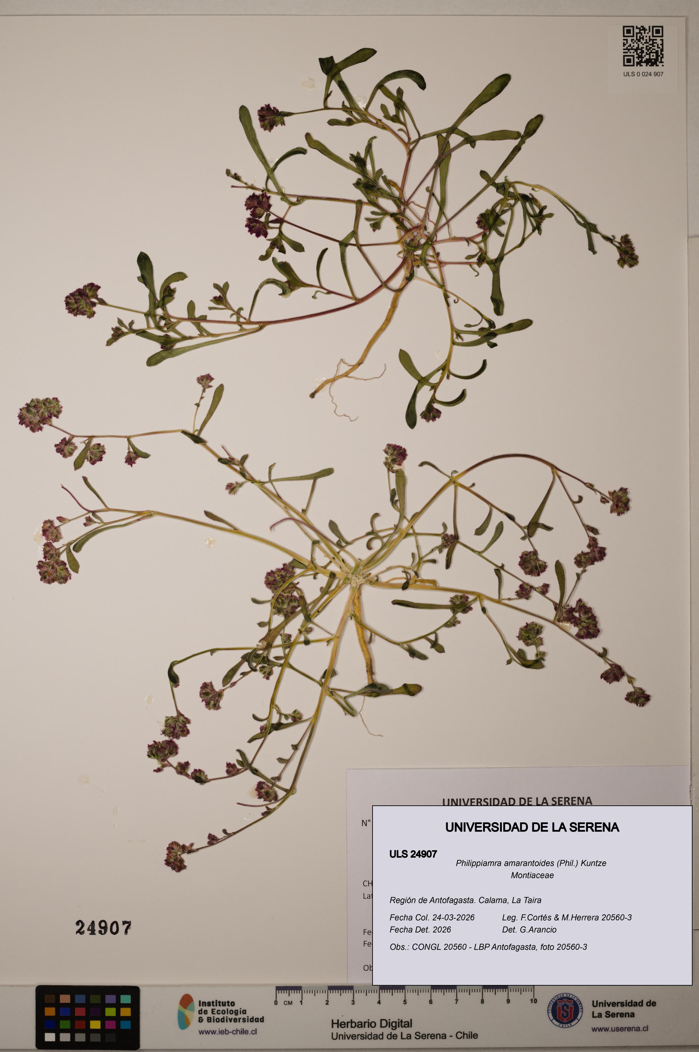 Philippiamra amarantoides [Espécimen: ]