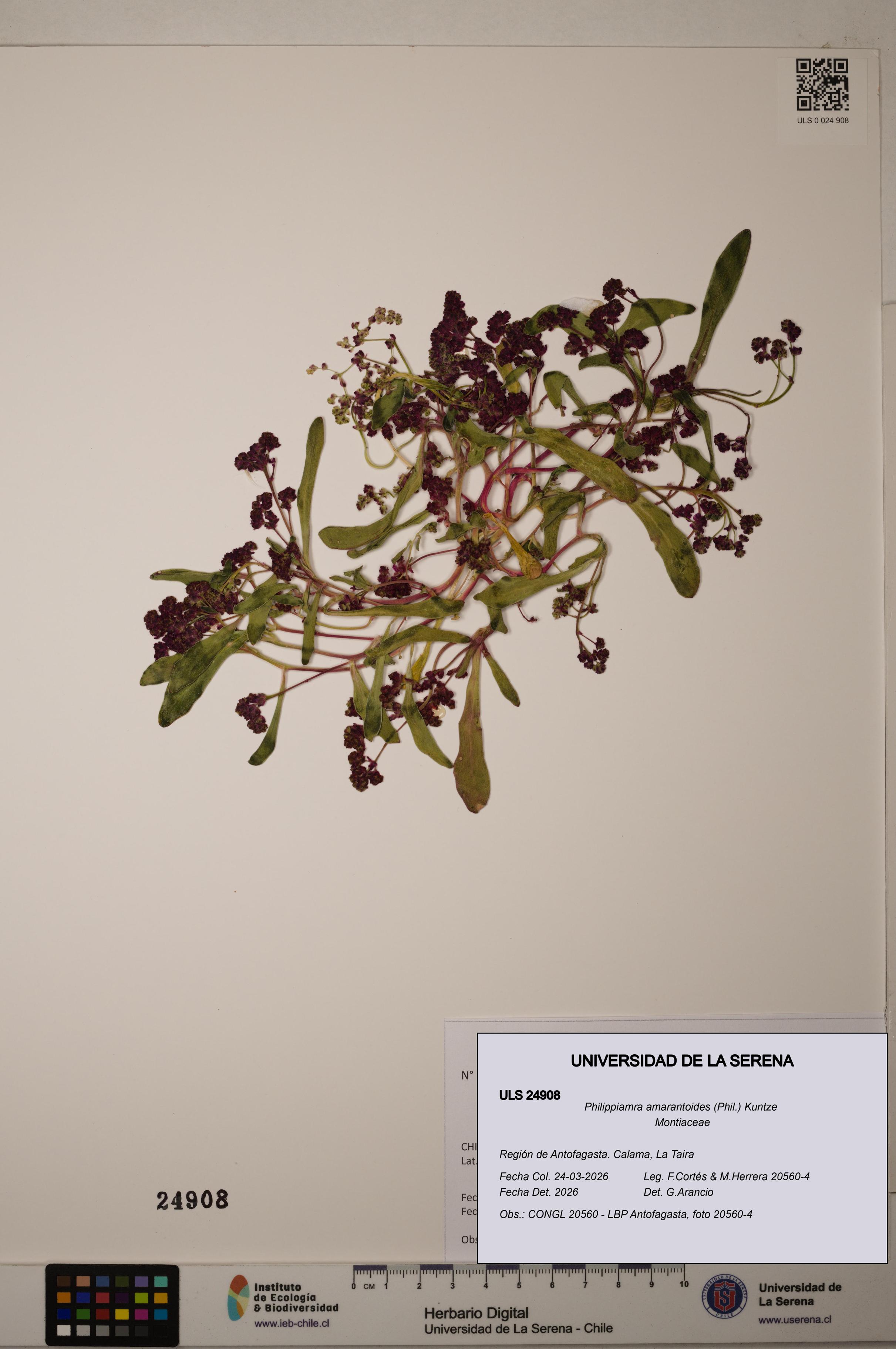 Philippiamra amarantoides [Espécimen: ]