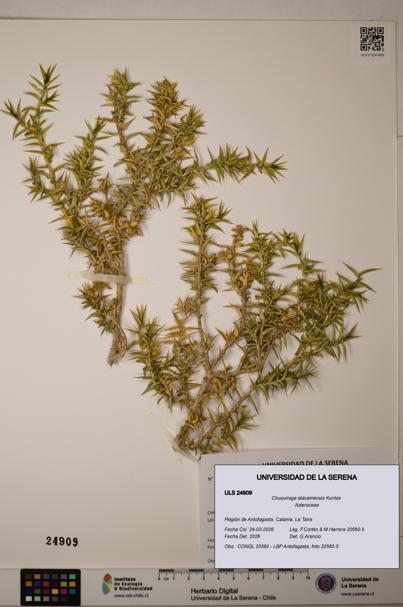 Chuquiraga atacamensis [Espécimen: ]