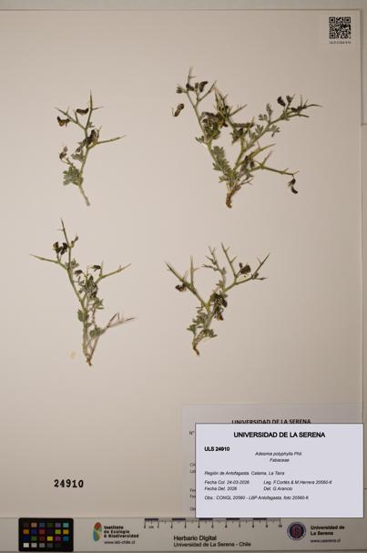 Adesmia polyphylla [Espécimen: ]