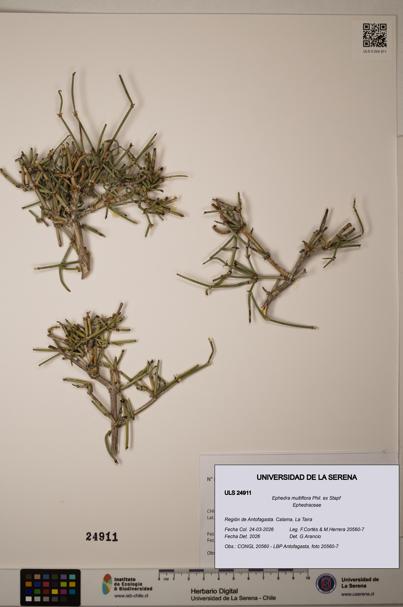 Ephedra multiflora [Espécimen: ]