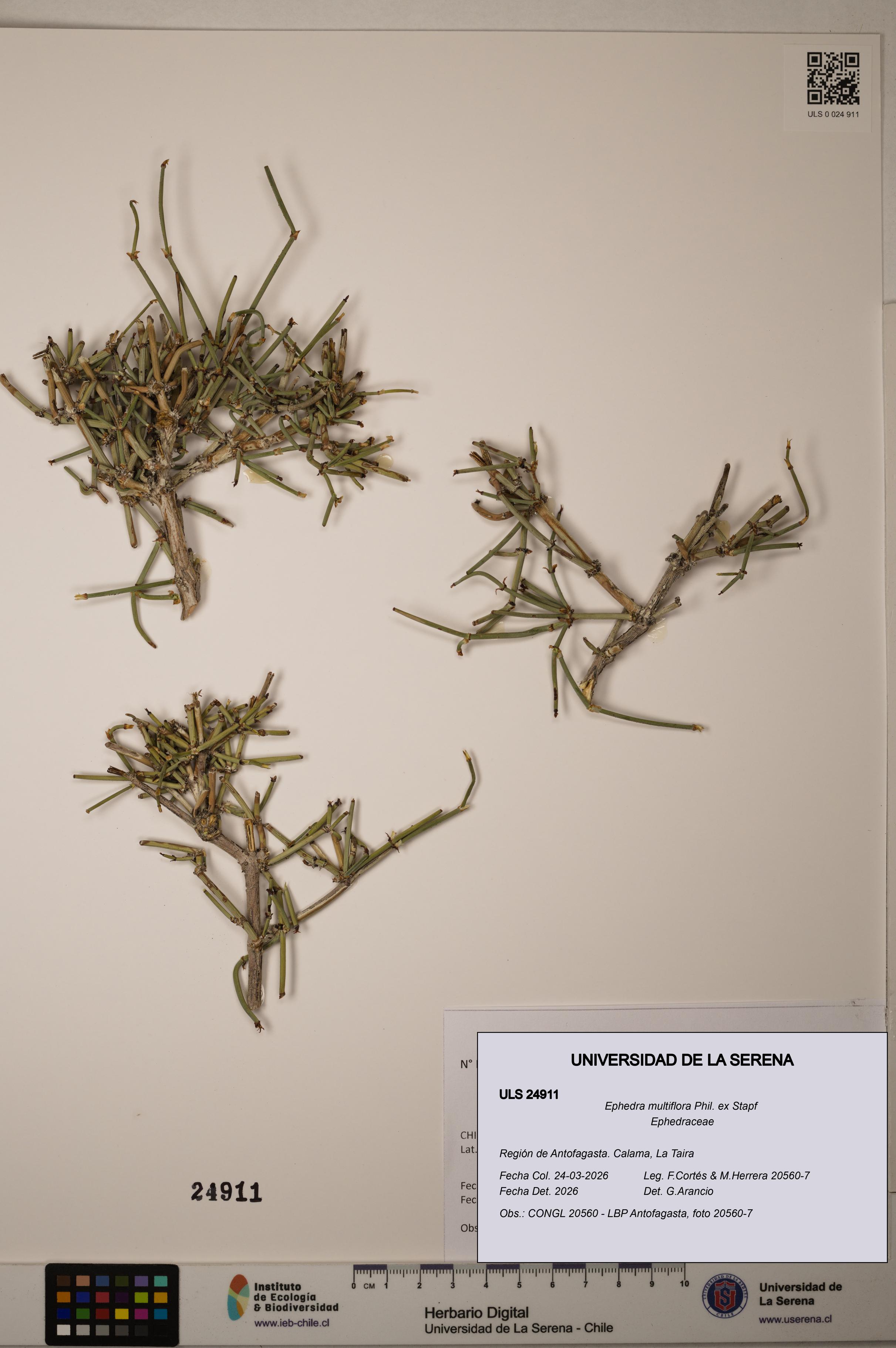 Ephedra multiflora [Espécimen: ]