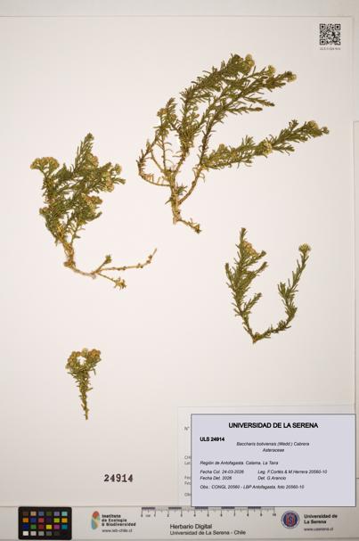 Baccharis boliviensis [Espécimen: ]
