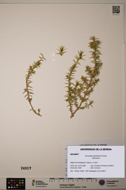 Chuquiraga atacamensis [Espécimen: ]