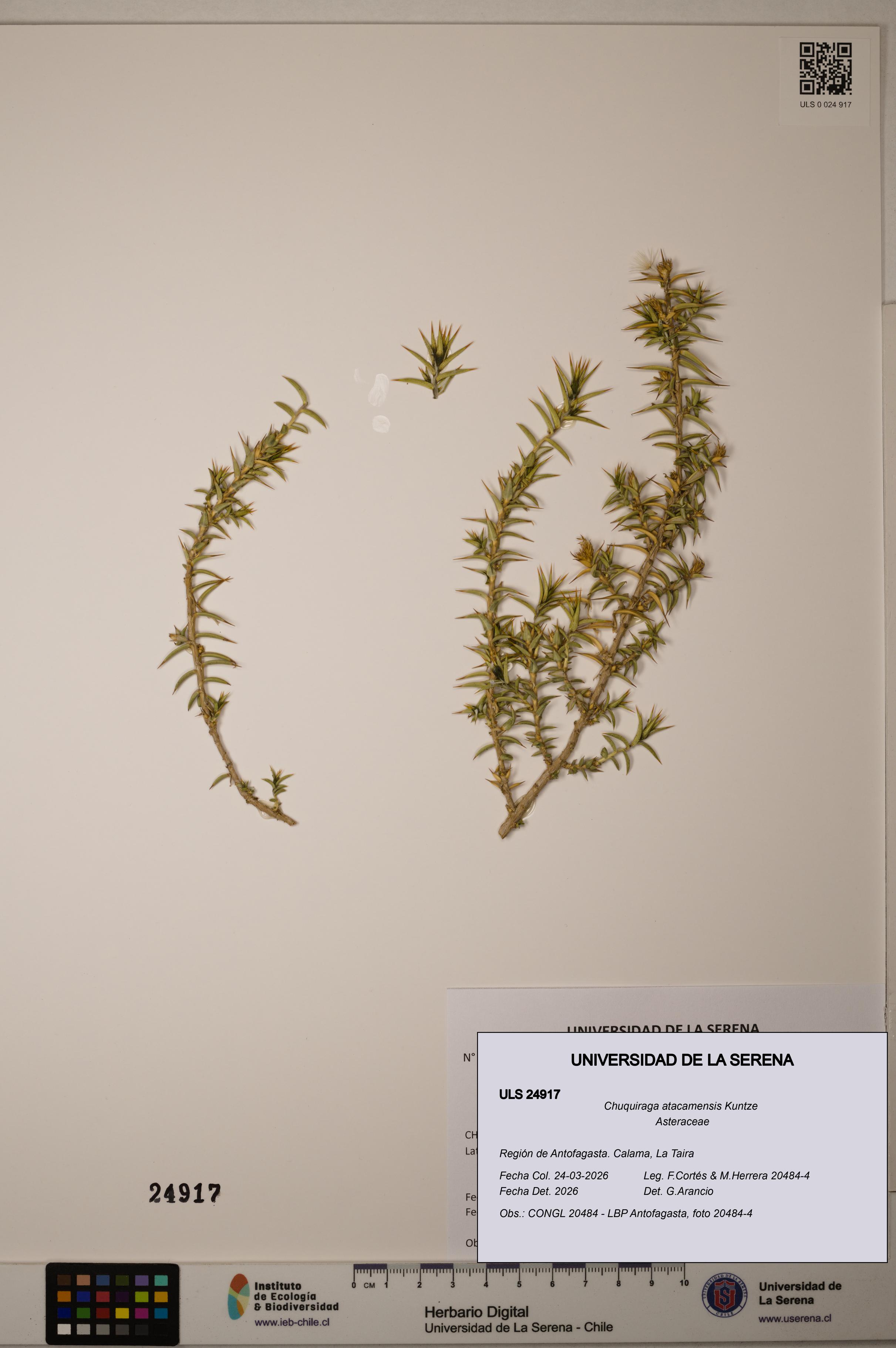 Chuquiraga atacamensis [Espécimen: ]