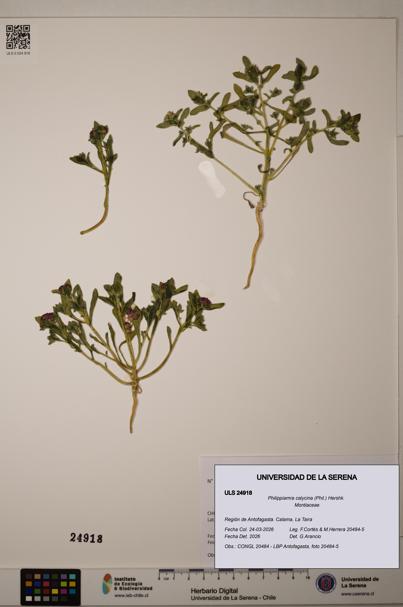 Philippiamra calycina [Espécimen: ]